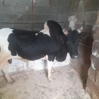 ورزا کوله