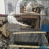 عروس هلندی زیبا سفید رنگ با ژن البینو|پرنده|شهریار, شهریار|دیوار