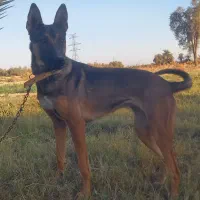 سگ مالینیوز