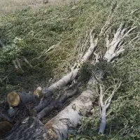 خرید درختان سرپا.چوب|خدمات باغبانی و درختکاری|مشگین شهر, |دیوار