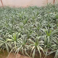 موسسه تولید به مصرف(گل)|خدمات باغبانی و درختکاری|رفسنجان, |دیوار