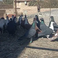 کبوتر تیپ نقش خاش|پرنده|سراوان, |دیوار