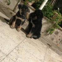 توله ژرمن شولاین و کلاسیک|سگ|قزوین, |دیوار