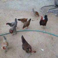 خروس ومرغ محلی تخمگذار