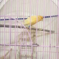 قناری پرنده