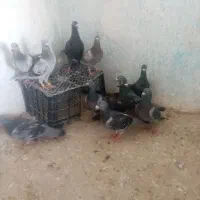 پوستروعکس فروشی کبوتر کهک