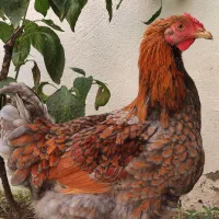 فروش خروس ویاندوت رنگ بلورد