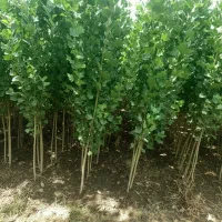 جشنواره خرید نهال صنوبر با 15٪ تخفیف ویژه