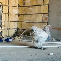 مرغ نژاد اصیل براهما بلو لایت ۶ ماه و نیم
