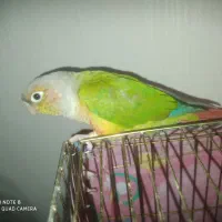 فقط جفت گیری|پرنده|رشت, شهرک صبا|دیوار