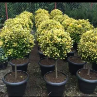 خدمات باغبانی. تهران بومهن داماوند گیلان پردیس|خدمات باغبانی و درختکاری|دماوند, دماوند|دیوار