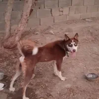 این سگ گم شده به یابنده مژدگانی داده میشود