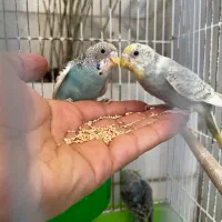 مرغ عشق جوان