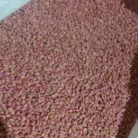 گندم آبی پیشگام مادری