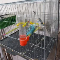 کفتر عروس هلندی کوتوله مرغ عشق فنج|پرنده|یزد, |دیوار