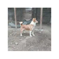 سگ پا کوتاه