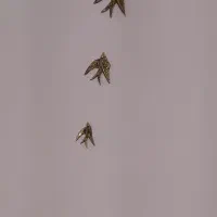 دیوار کوب بزنز نو