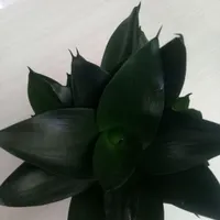 سانسوریا بلک دراگون|گل و گیاه طبیعی|رشت, توشیبا|دیوار