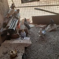 ۱۰ تا کبوتر  گم  شده            گم   ن ش د