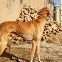 سگ تازی|سگ|ماهیدشت, |دیوار