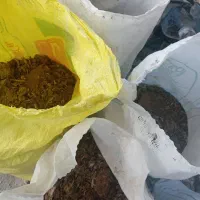 کود کبوتر|گل و گیاه طبیعی|یامچی, |دیوار