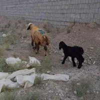 میش