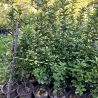 فروش شمشاد طلایی یوکا وشمشاد سبز برگ ریز