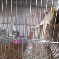 عروس هلندی مولدوتکفروشی|پرنده|بروجن, |دیوار