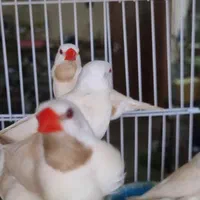 فنچ کرواتی شکلاتی و آلبینو (سفید )|پرنده|کاشان, فاز ۲ ناجی آباد|دیوار