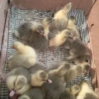 جوجه غاز تروتمیز سالم|حیوانات مزرعه|گتاب, |دیوار