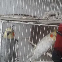 عروس هلندی مولد|پرنده|گلبهار, شهر جدید گلبهار|دیوار