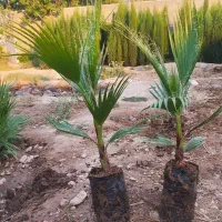 نهال سروناز شیراز|خدمات باغبانی و درختکاری|تهران, آرژانتین|دیوار