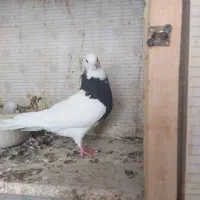 طوقی|پرنده|پیر بکران, |دیوار