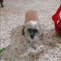 سگ گم شده نر مو هاش کوتاه شده