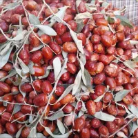 سنجد تازه امسال نرم و رسیده|خوردنی و آشامیدنی|خوی, |دیوار