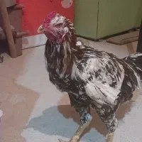 خروس لاری|حیوانات مزرعه|خوشاب, |دیوار