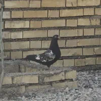 سینه ای