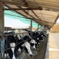 استخدام کارگر گاوداری