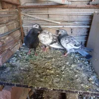 قرنی و سوسکیمگ و زاغ