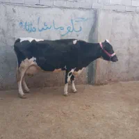 گاو بدون گوساله شیری|حیوانات مزرعه|مینودشت, |دیوار