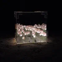 لاله بی‌نهایت