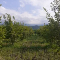 باغ در بنکلاته