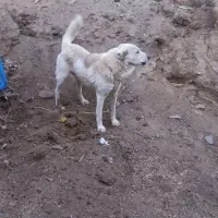 سگ سرابی|سگ|سارال, |دیوار