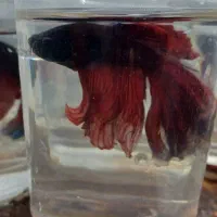 ماهی گوپی و فایتر|ماهی|تبریز, |دیوار