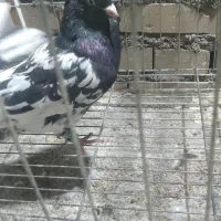 کله سیاه قواره دار|پرنده|اهواز, پردیس|دیوار