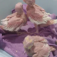 جفت مولد هلندی با ۳ عدد جوجه