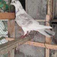 کبوتر حرفه ای