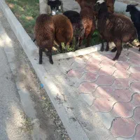 بره