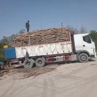 حرس درخت