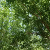 باغ گردو زیر بار